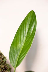 Scindapsus rupetris